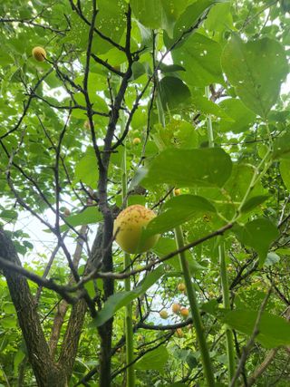 선식물원.선조경.이선님의 자유주제 · 자유게시판 작성글 사진
