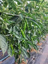 팜모닝 👩🏻‍🌾7월 농작업 계획·참여글 게시글 이미지