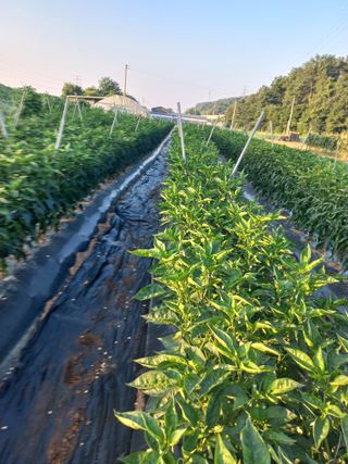 툇마루님의 👩🏻‍🌾7월 농작업 계획 · 참여글 작성글 사진