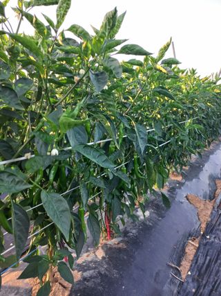 툇마루님의 👩🏻‍🌾7월 농작업 계획 · 참여글 작성글 사진