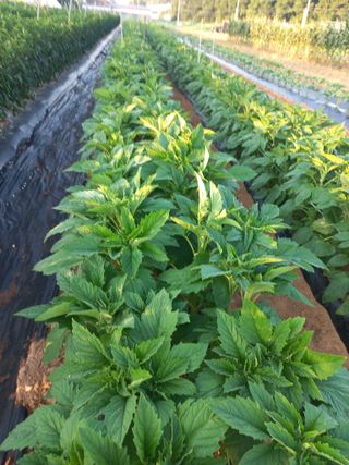 툇마루님의 👩🏻‍🌾7월 농작업 계획 · 참여글 작성글 사진