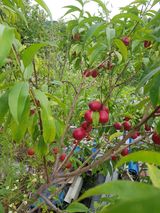 팜모닝 자유주제·자유게시판 게시글 이미지