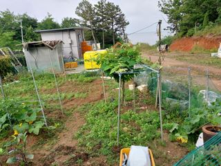 양배추15020님의 고추 · 영농일지 작성글 사진