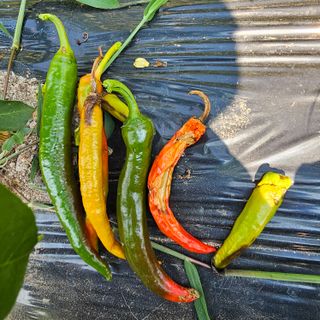 정맨님의 고추 · 병해충상담 작성글 사진