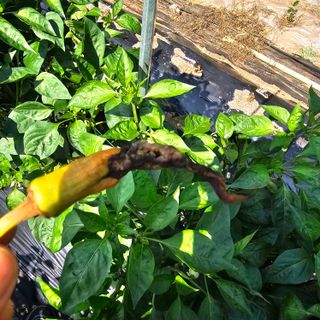 정맨님의 고추 · 병해충상담 작성글 사진