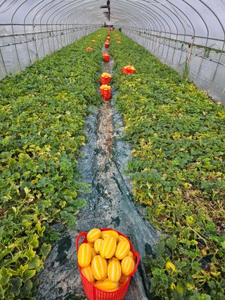 참외님의 기타작물 · 영농일지 작성글 사진