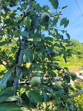 김성명님의 사과 · 영농일지 작성글 사진