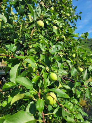 김성명님의 사과 · 영농일지 작성글 사진