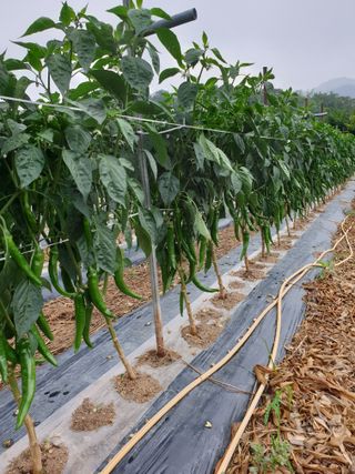 양파5749님의 자유주제 · 자유게시판 작성글 사진