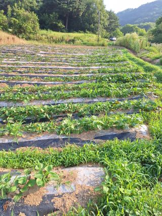 육일님의 고구마 · 영농일지 작성글 사진