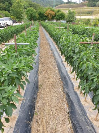 양파5749님의 자유주제 · 자유게시판 작성글 사진