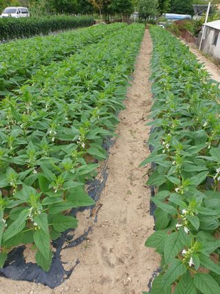 양파5749님의 자유주제 · 자유게시판 작성글 사진