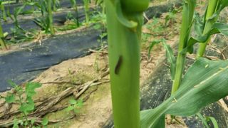 박종환님의 옥수수 · 병해충상담 작성글 사진