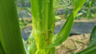 박종환님의 옥수수 · 병해충상담 작성글 사진