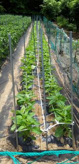 팜모닝 참깨·영농일지 게시글 이미지