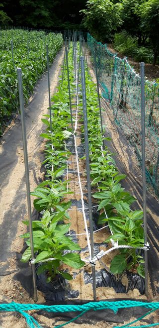 이진국님의 참깨 · 영농일지 작성글 사진