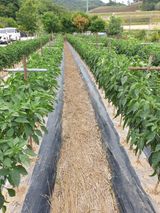 팜모닝 👩🏻‍🌾7월 농작업 계획·참여글 게시글 이미지