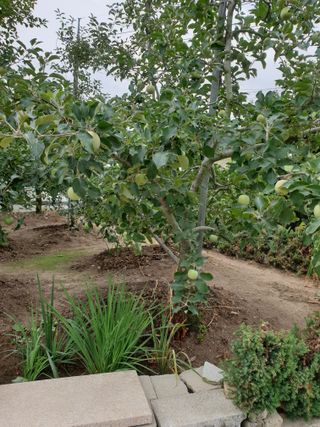 양파5749님의 👩🏻‍🌾7월 농작업 계획 · 참여글 작성글 사진