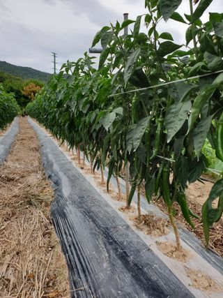 양파5749님의 👩🏻‍🌾7월 농작업 계획 · 참여글 작성글 사진