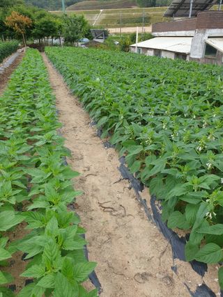 양파5749님의 👩🏻‍🌾7월 농작업 계획 · 참여글 작성글 사진