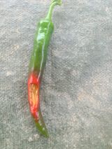 팜모닝 고추·병해충상담 게시글 이미지