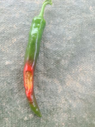 포청천님의 고추 · 병해충상담 작성글 사진