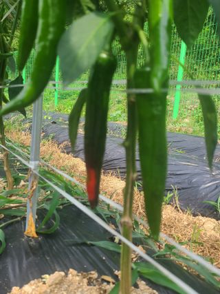 포청천님의 고추 · 병해충상담 작성글 사진