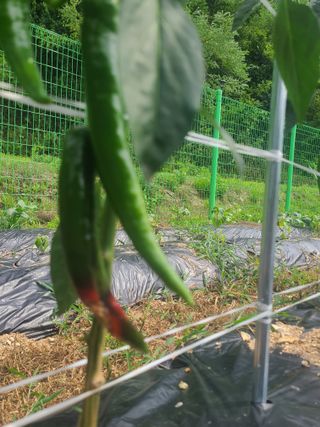 포청천님의 고추 · 병해충상담 작성글 사진