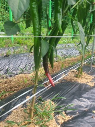 포청천님의 고추 · 병해충상담 작성글 사진