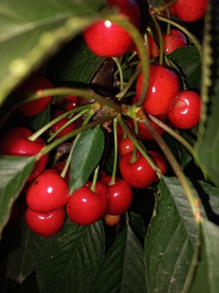 햇살님의 기타작물 · 영농일지 작성글 사진