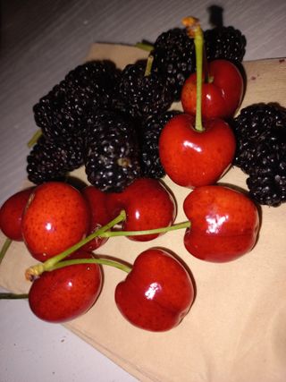 햇살님의 기타작물 · 영농일지 작성글 사진