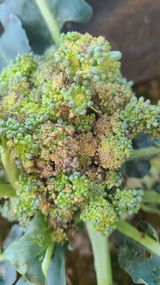 팜모닝 기타작물·병해충상담 게시글 이미지