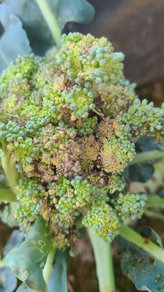 김동만님의 기타작물 · 병해충상담 작성글 사진