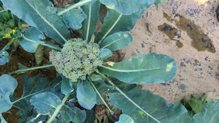 김동만님의 기타작물 · 병해충상담 작성글 사진