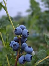 팜모닝 블루베리·영농일지 게시글 이미지