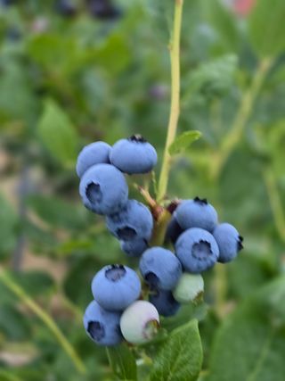 비타민님의 블루베리 · 영농일지 작성글 사진