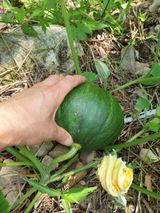 팜모닝 호박·영농일지 게시글 이미지