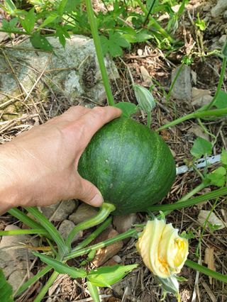 조대현님의 호박 · 영농일지 작성글 사진