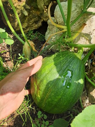 조대현님의 호박 · 영농일지 작성글 사진