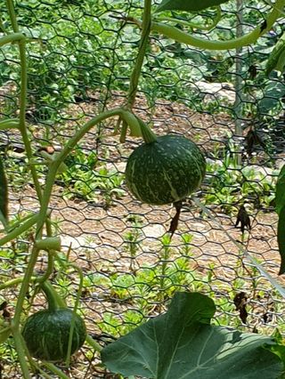 조대현님의 호박 · 영농일지 작성글 사진