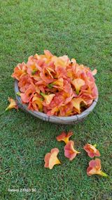 팜모닝 고추·영농일지 게시글 이미지