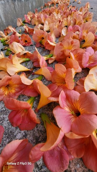 이수봉님의 고추 · 영농일지 작성글 사진