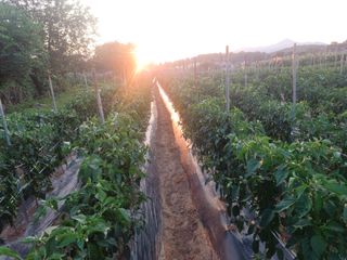 알 수 없음님의 들깨 · 자유게시판 작성글 사진