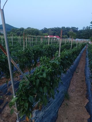 알 수 없음님의 들깨 · 자유게시판 작성글 사진