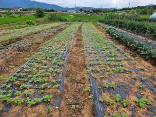 유명숙님의 참깨 · 영농일지 작성글 사진