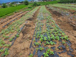 유명숙님의 참깨 · 영농일지 작성글 사진