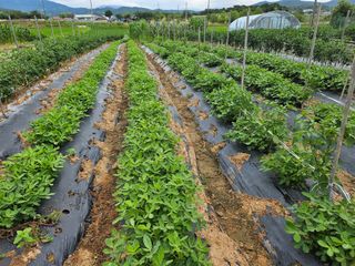 유명숙님의 콩 · 영농일지 작성글 사진