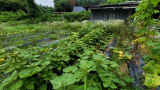 강권열님의 오이 · 자유게시판 작성글 사진