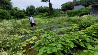 강권열님의 오이 · 자유게시판 작성글 사진