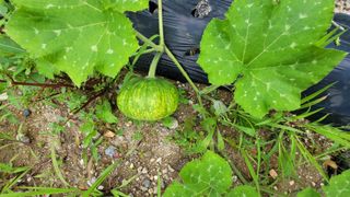 강권열님의 오이 · 자유게시판 작성글 사진